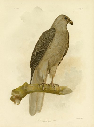 Whistling Eagle Or Whistling Kite, 1891 by Gracius Broinowski